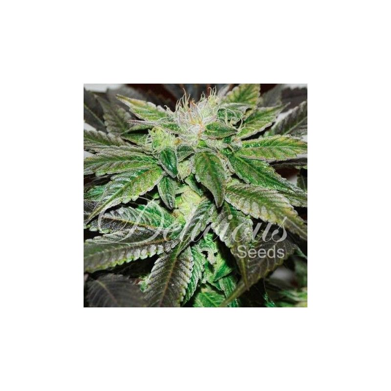 Sugar Candy, Фасовка: 3, изображение 2