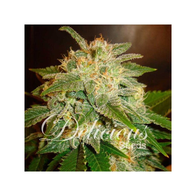 La Bella Afrodita Auto, Фасовка: 3, изображение 2