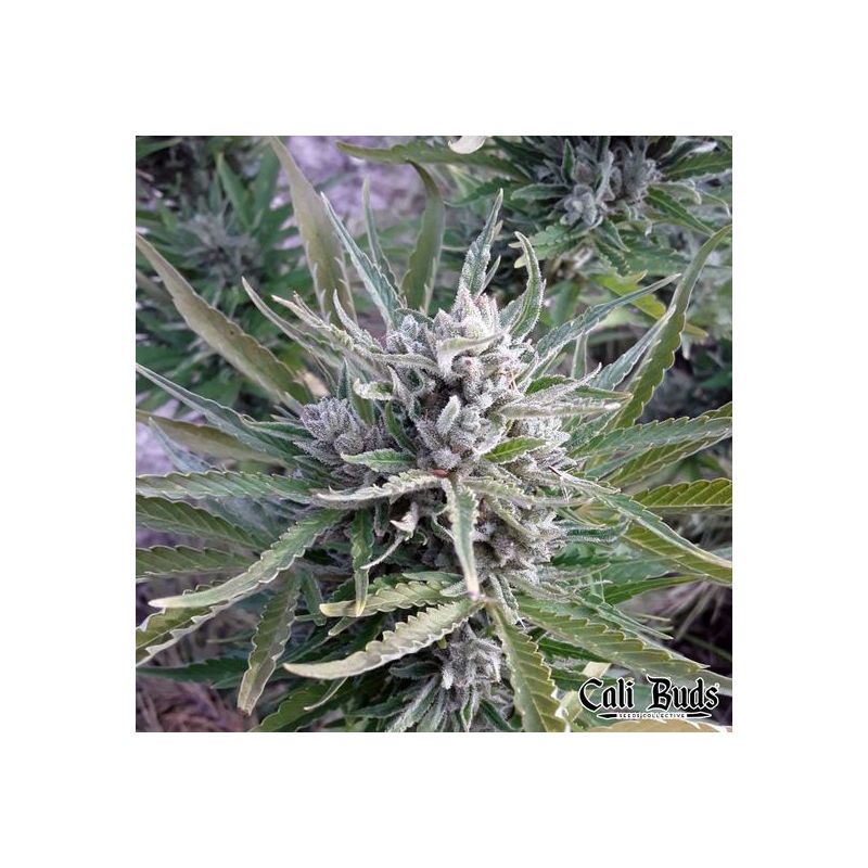 Girl Scout Cookies Auto, Фасовка: 3, изображение 4