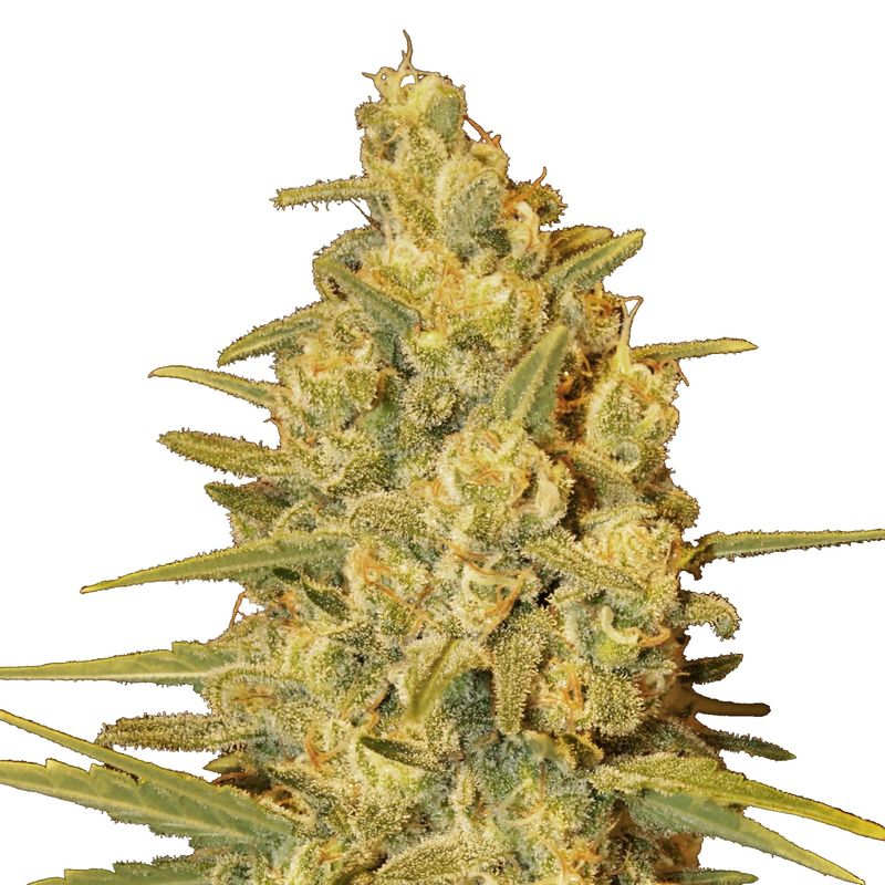 Critical Sensi Star Early Version, Фасовка: 1