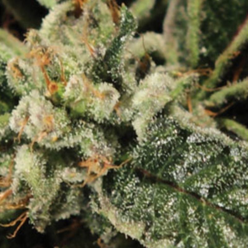 Bubba Kush, Фасовка: 3, изображение 3