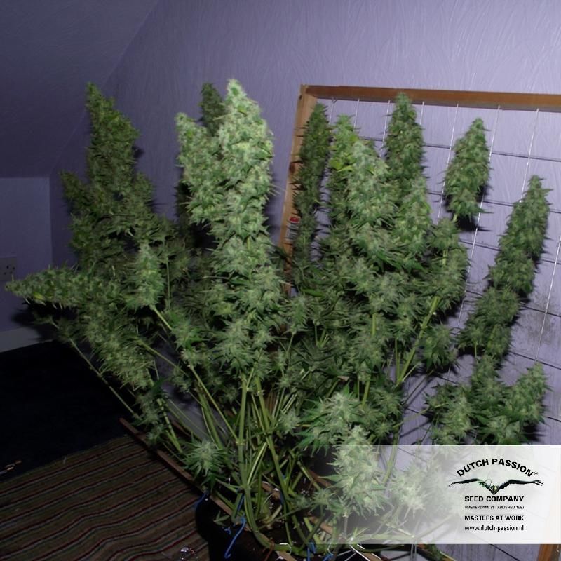 Taiga #2, Фасовка: 3, изображение 2