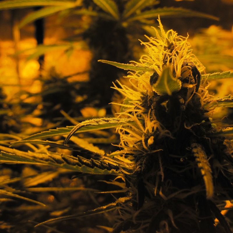 Lowryder Auto, Фасовка: 10, изображение 2