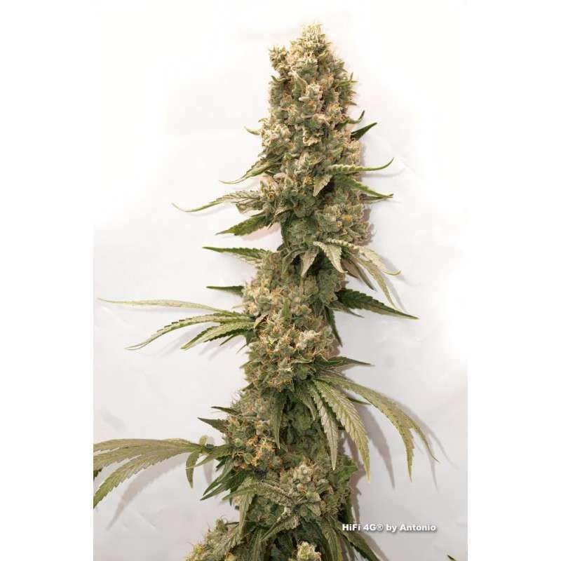 HiFi 4G, Фасовка: 3, изображение 2