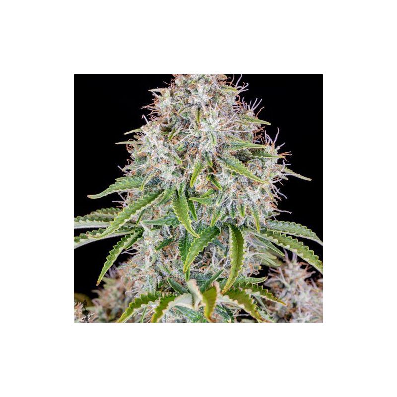 Original Auto Cinderella, Фасовка: 3, изображение 3