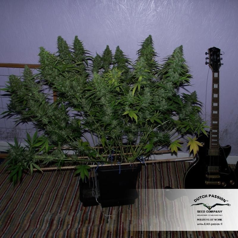 Taiga #2, Фасовка: 3, изображение 4