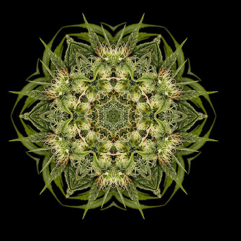 Lemon Juice Express Auto, Фасовка: 10, изображение 3