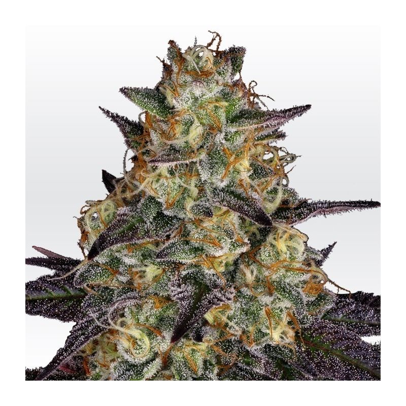 El Dorado OG, Фасовка: 3, изображение 2