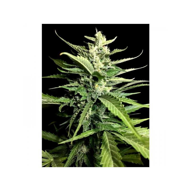 Kong 4 Auto, Фасовка: 3, изображение 3