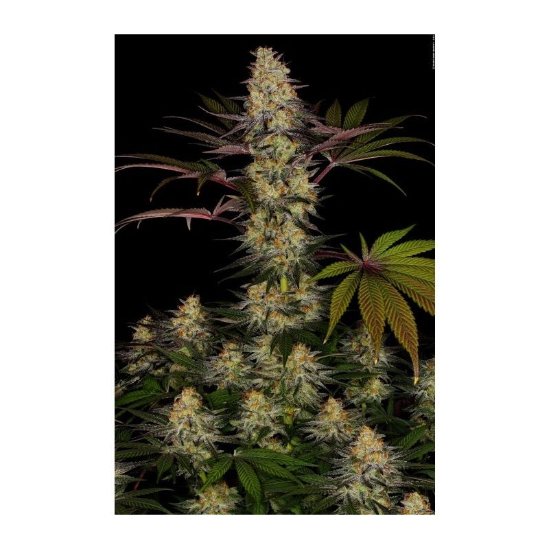 El Dorado OG, Фасовка: 3, изображение 3