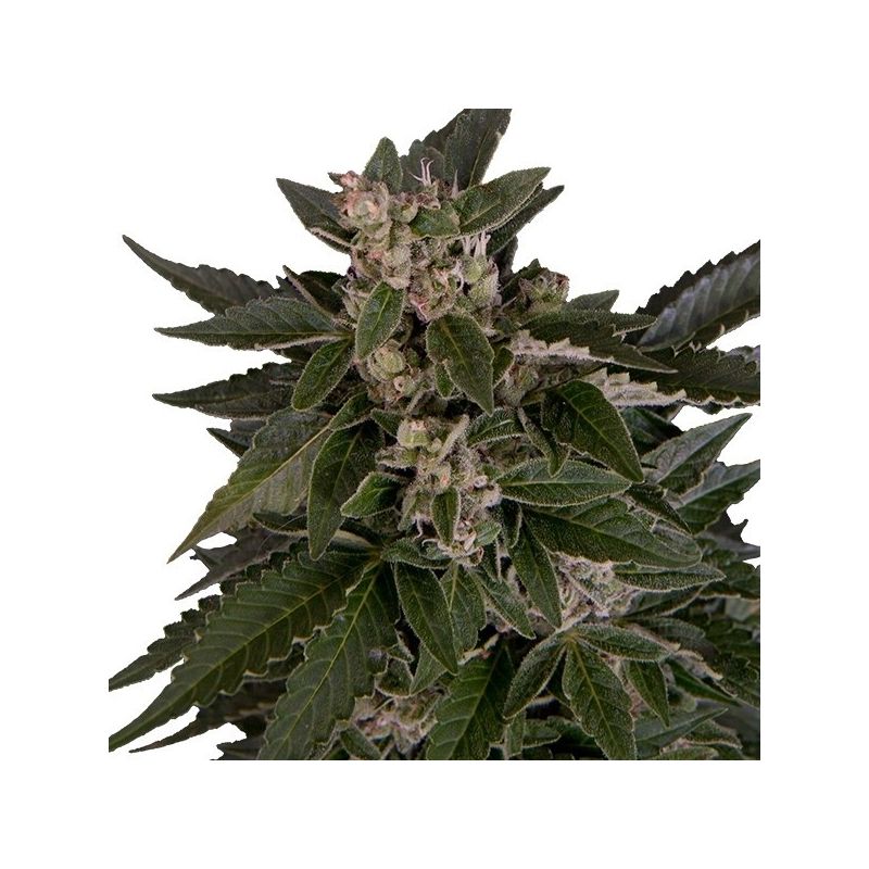Royal Critical Auto, Фасовка: 5
