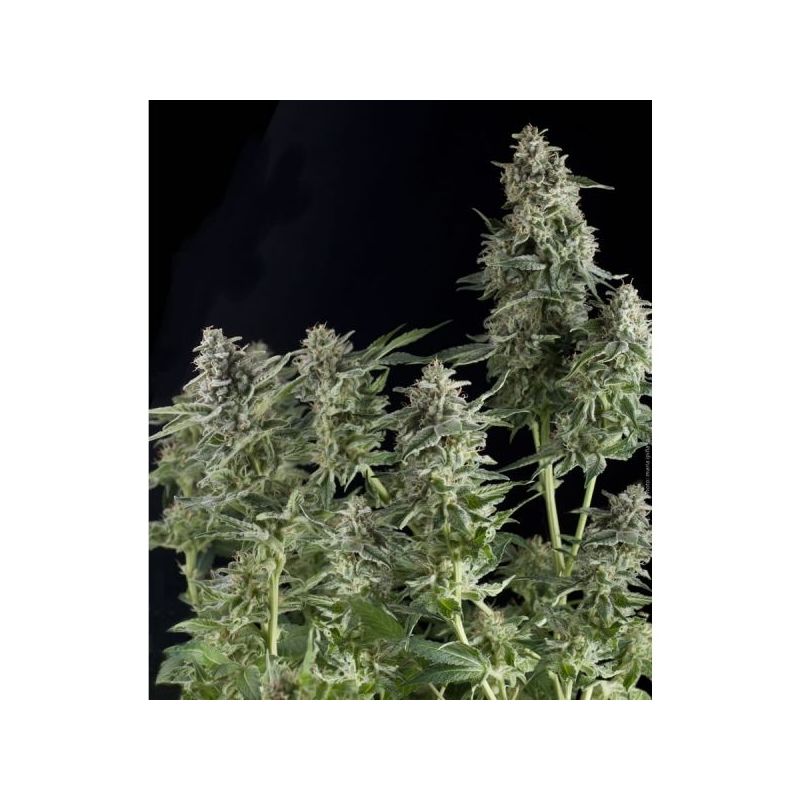Northern Lights Auto, Фасовка: 1, изображение 2
