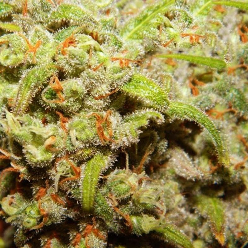 Orange Bud, Фасовка: 3