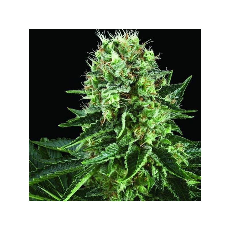 Bubble Kush, Фасовка: 3