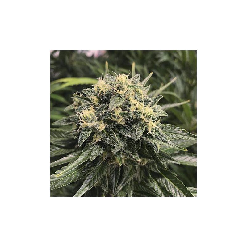 Sativas Sour Diesel, Фасовка: 3, изображение 2