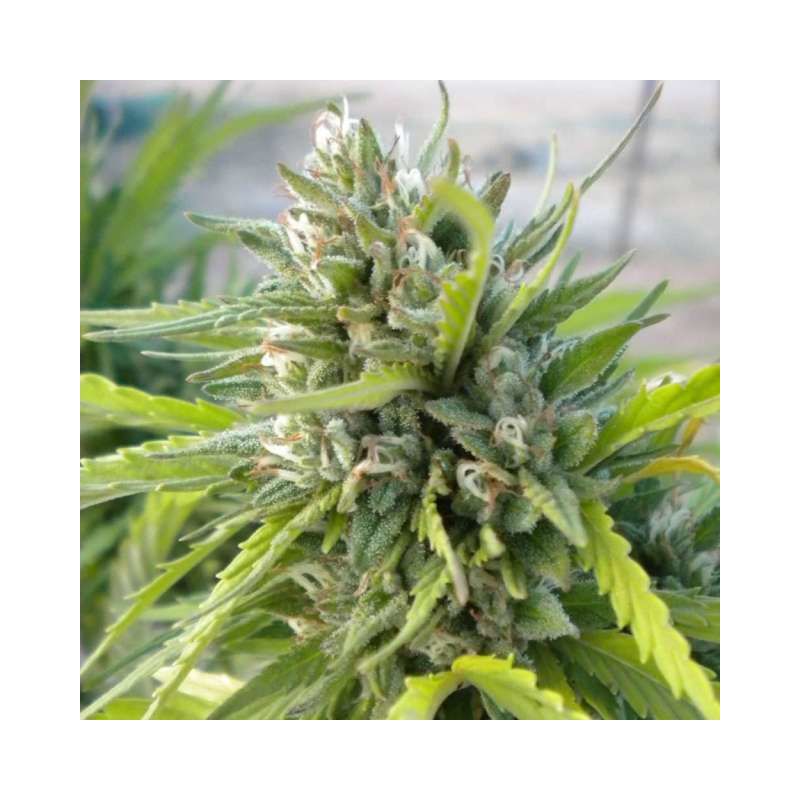 White Rhino, Фасовка: 3, изображение 3