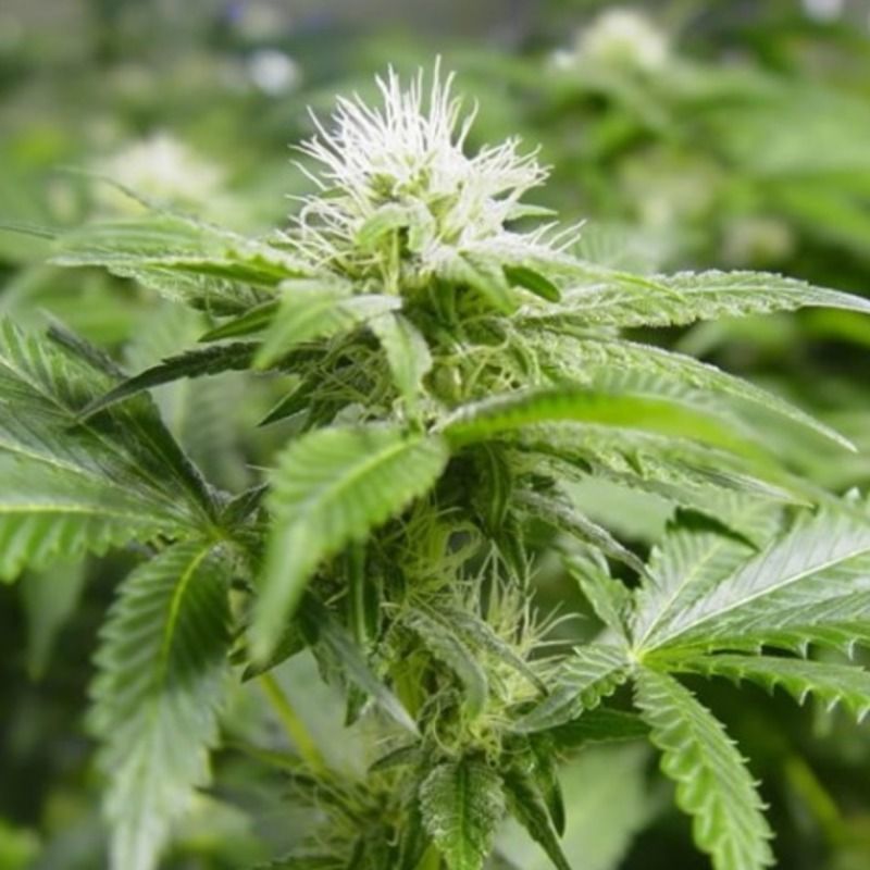 White Widow, Фасовка: 10, изображение 2