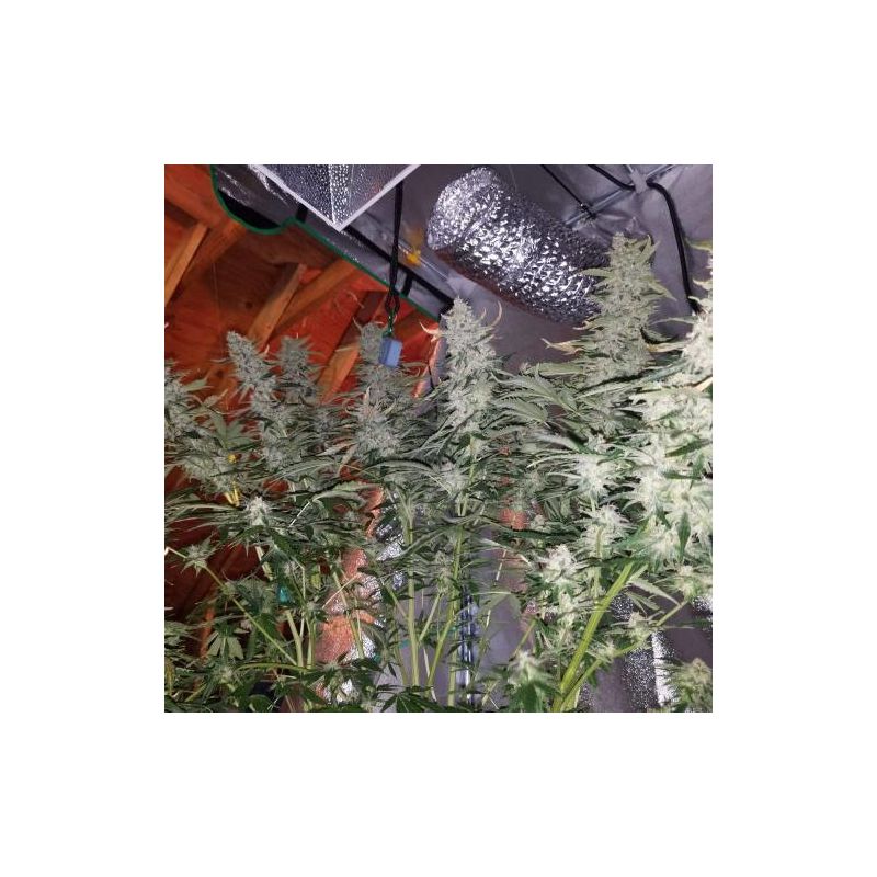 Lemon OG Haze Auto, Фасовка: 5, изображение 6