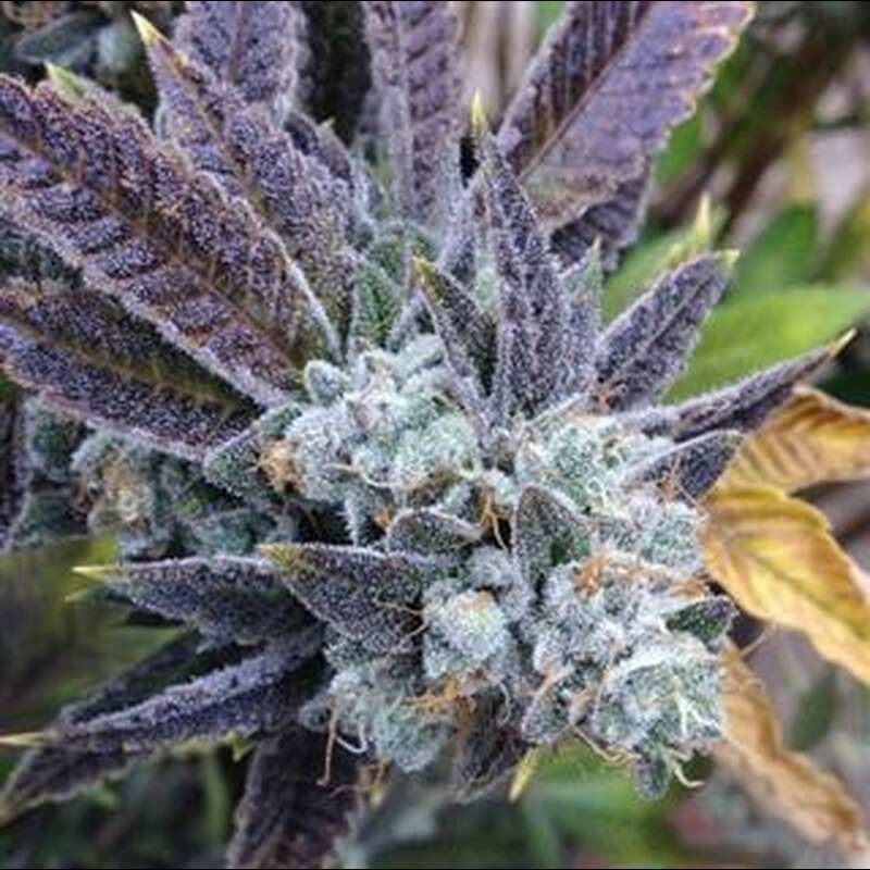 Gelato Auto, Фасовка: 3