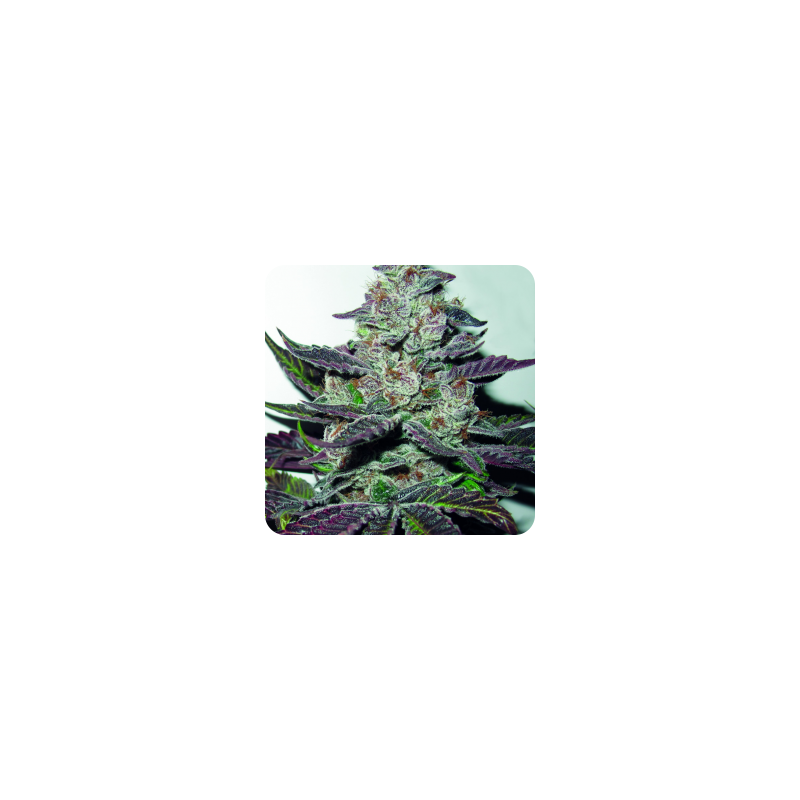 Mendocino Purple Kush, Фасовка: 5