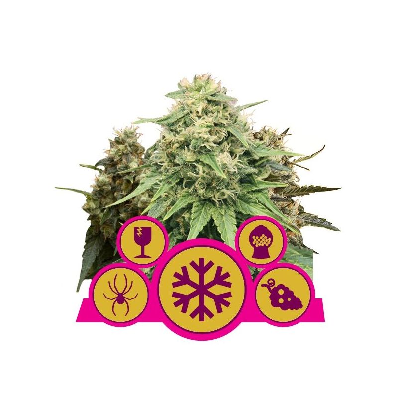 Feminized MIX, Фасовка: 3