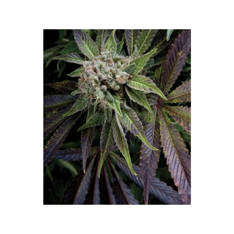 Blue Pyramid Auto, Фасовка: 3+1, изображение 3