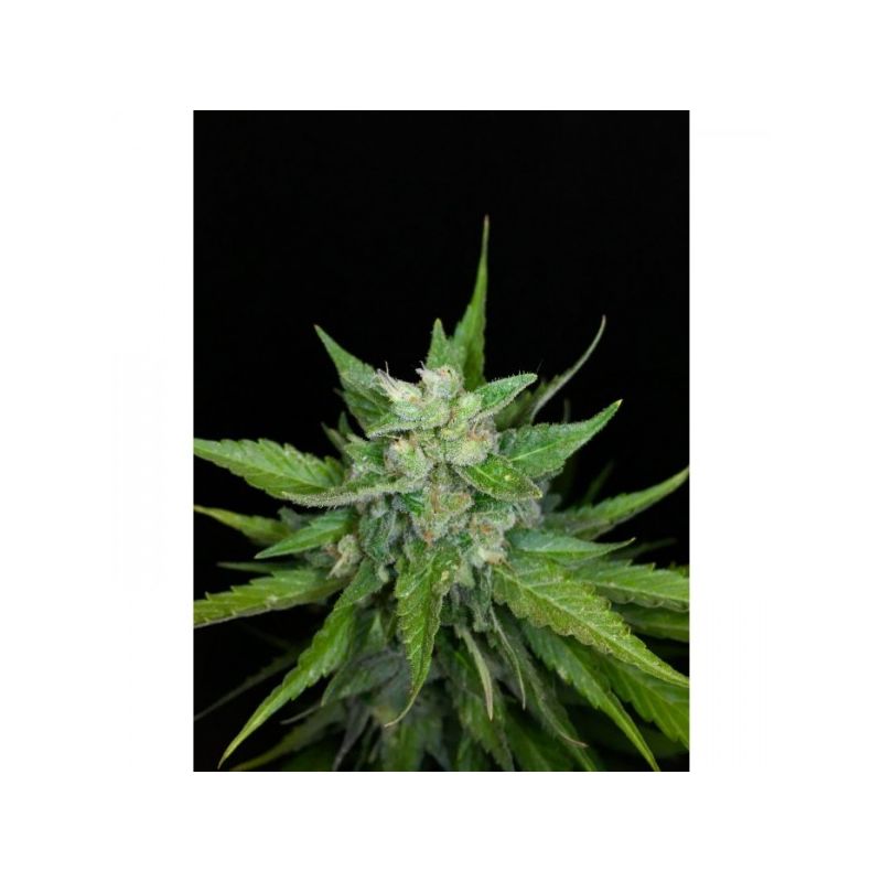 Kong 4 Auto, Фасовка: 3, изображение 2