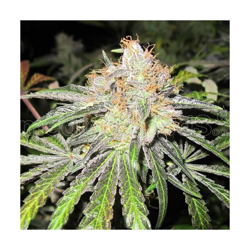 Deep Neville Reg, Фасовка: 20