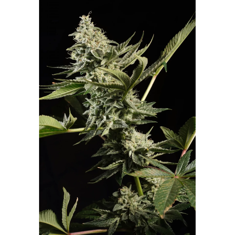 Glow starz, Фасовка: 3