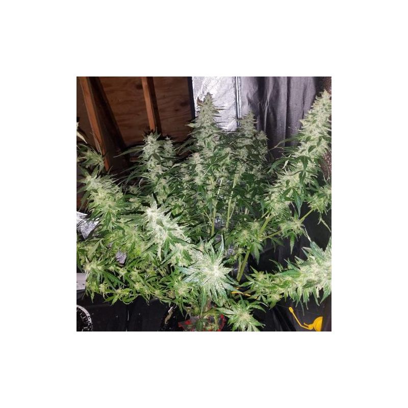 Lemon OG Haze Auto, Фасовка: 5, изображение 5