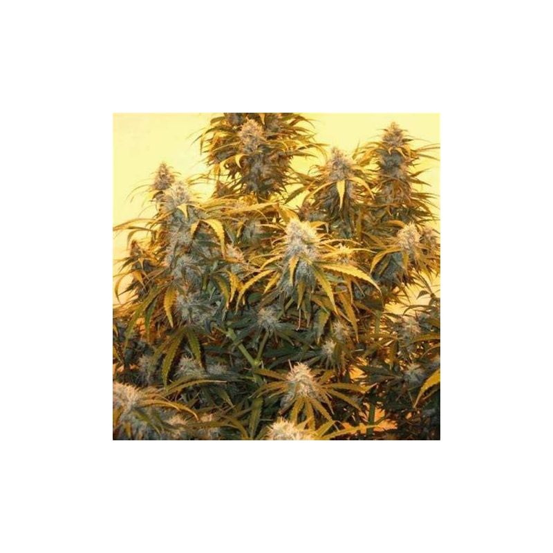 AK-48, Фасовка: 5, изображение 5