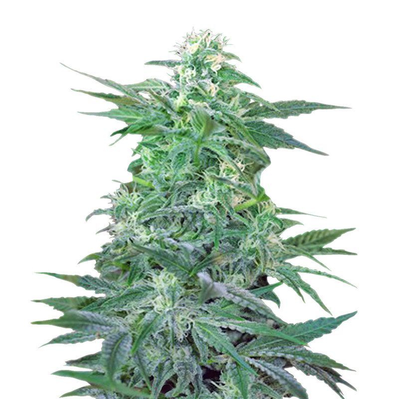 Big Foot, Фасовка: 5+2