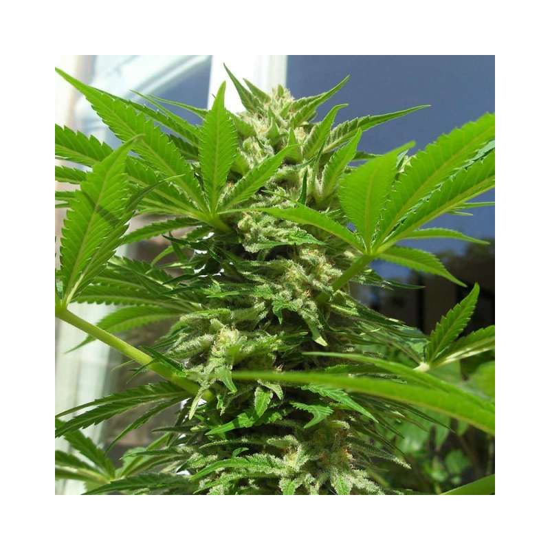 AK-48, Фасовка: 5, изображение 2