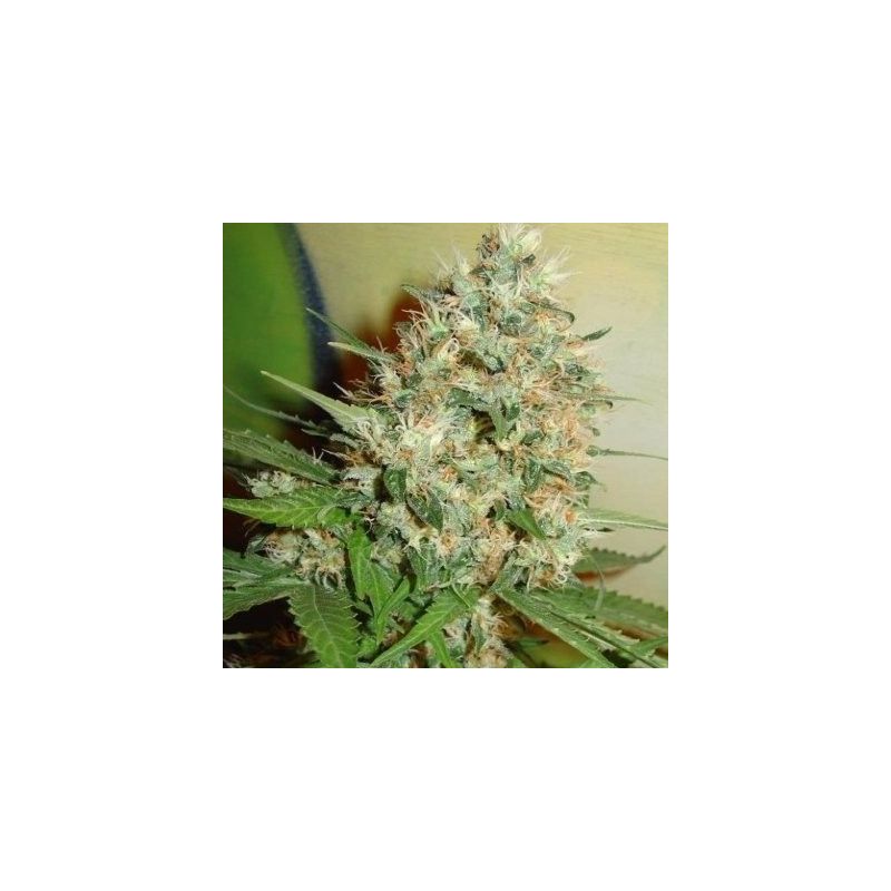 Critical Kush, Фасовка: 3