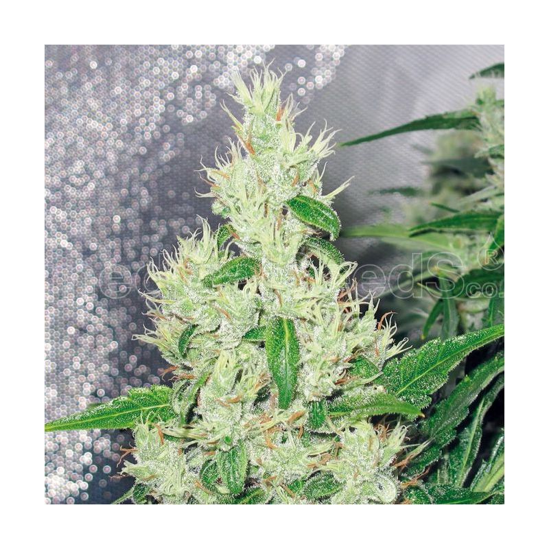 Y Griega, Фасовка: 5