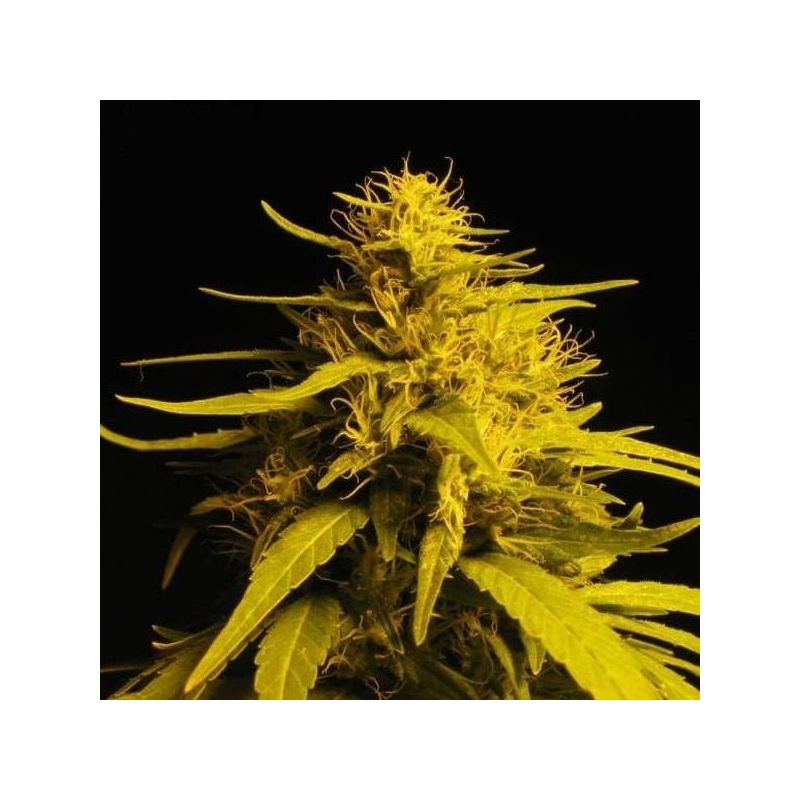 Amnesia, Фасовка: 3