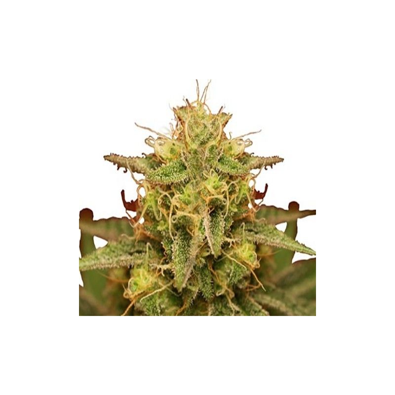 Royal Domina, Фасовка: 1