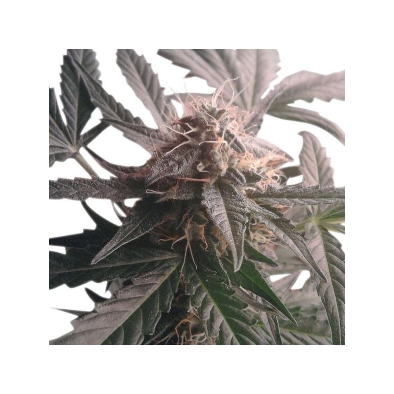 Northern Light Auto, Фасовка: 3