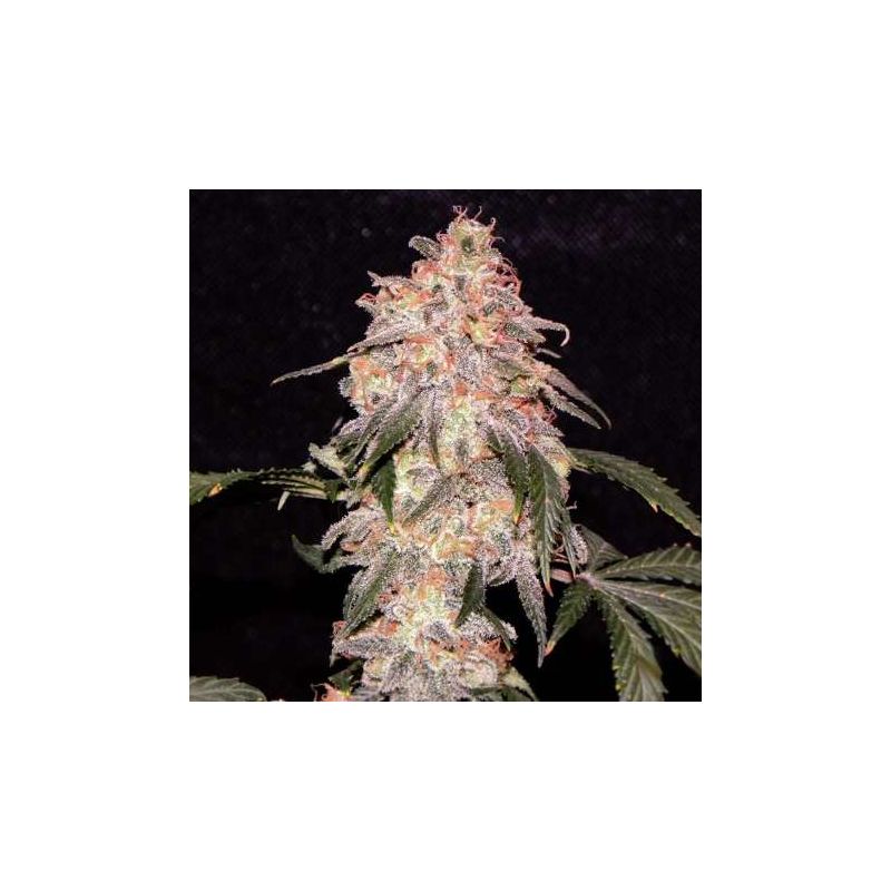 Aurora Indica, Фасовка: 5, изображение 2