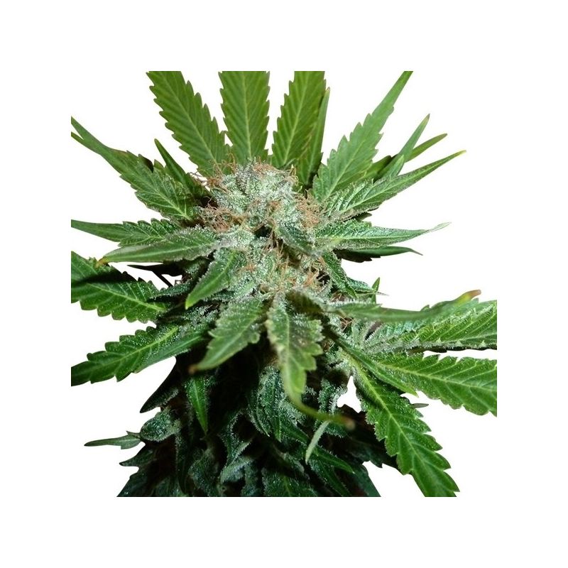 Royal Cheese Auto, Фасовка: 3