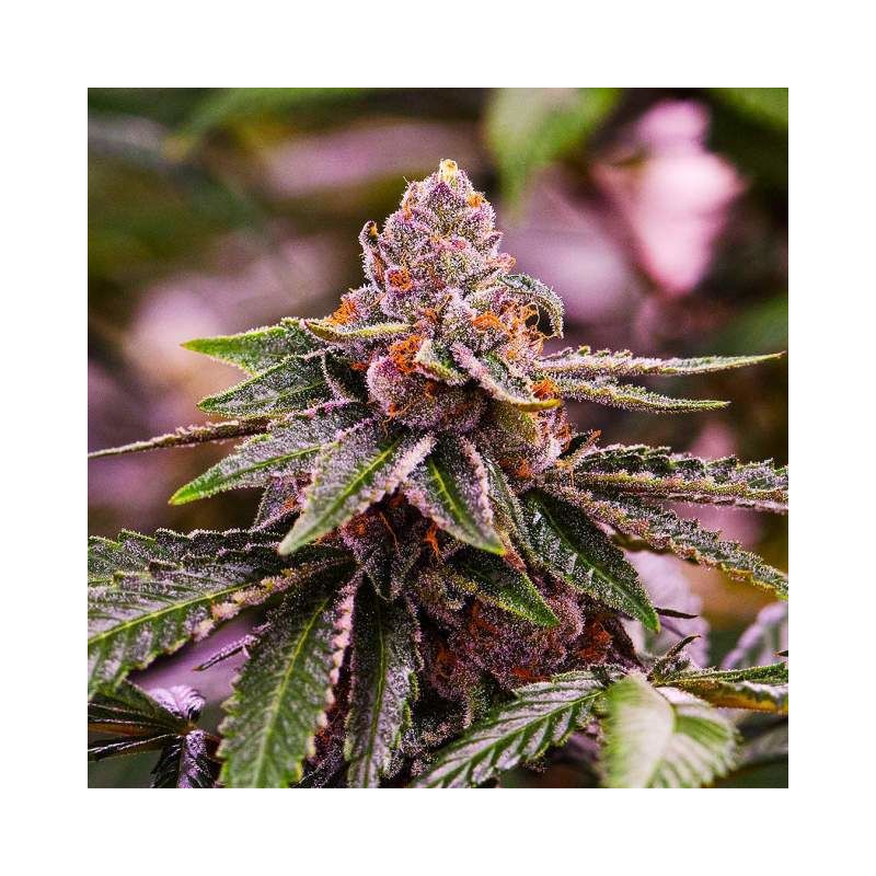 Girl Scout Cookies Auto, Фасовка: 5, изображение 2