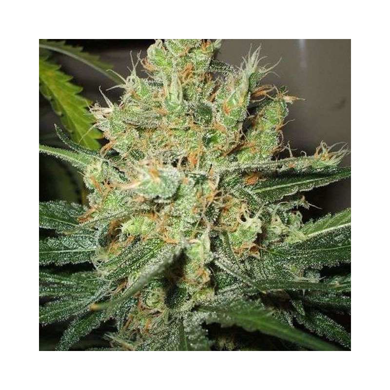 Pure Power Plant Reg, Фасовка: 10, изображение 3