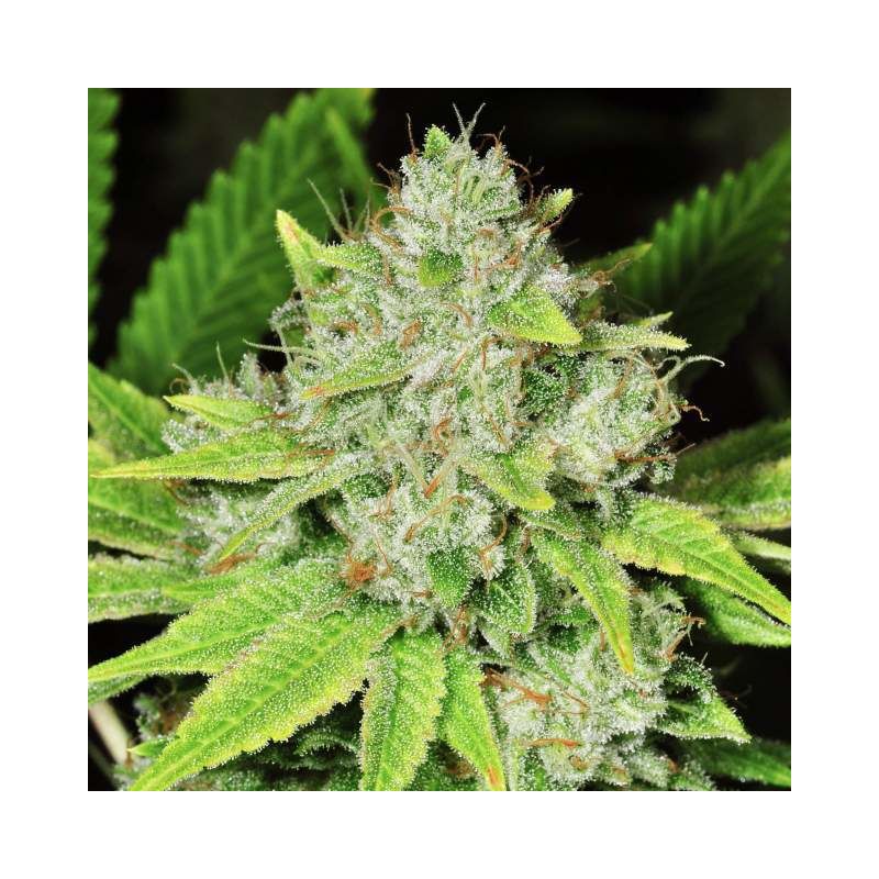 Original Glue Auto, Фасовка: 5