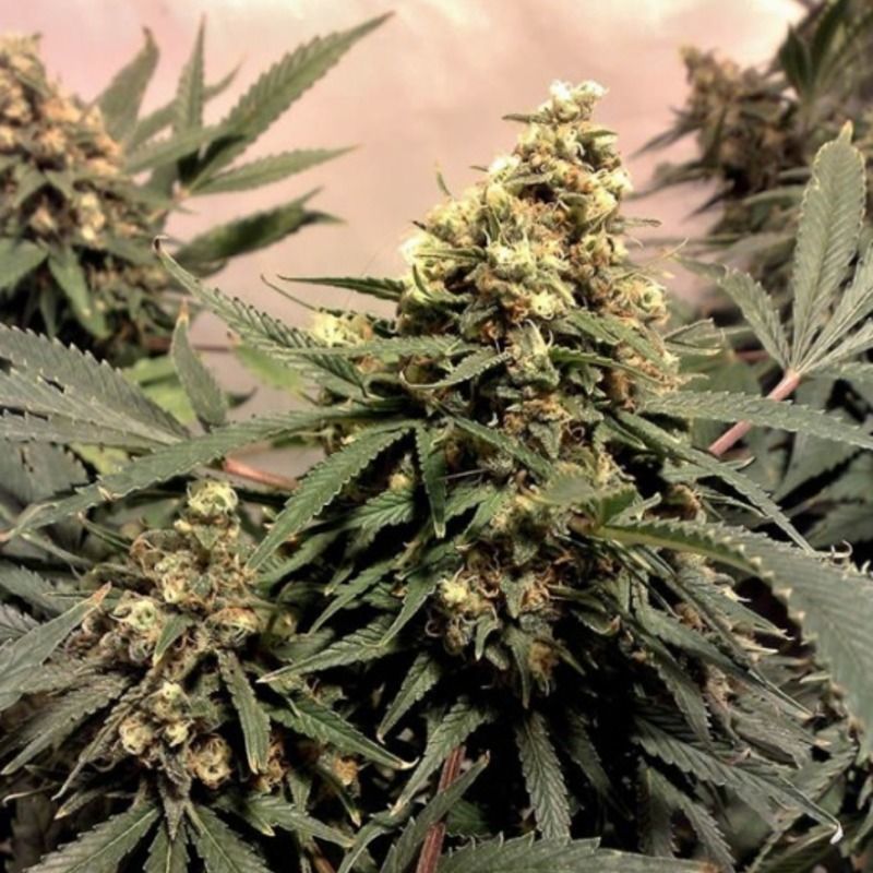 Pure Power Plant Reg, Фасовка: 10, изображение 2