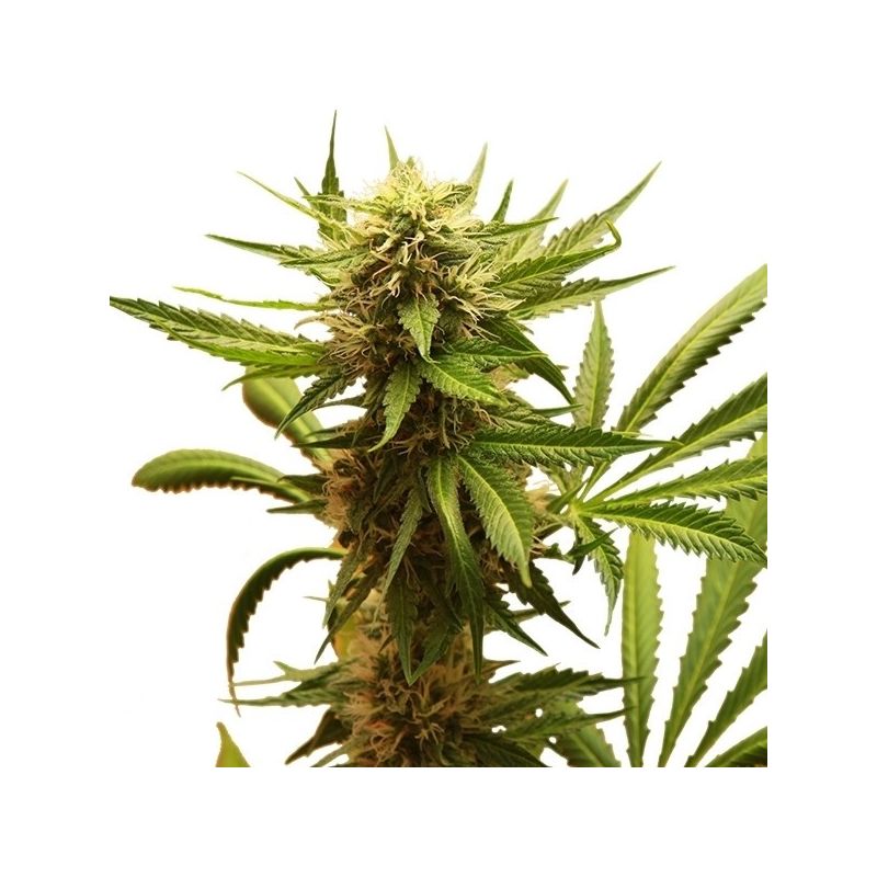 Northern Light, Фасовка: 3