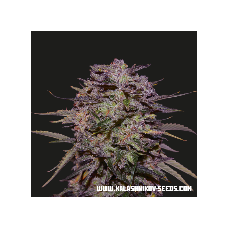 Purple Russian Express, Фасовка: 5