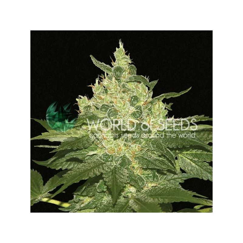 Afghan Kush, Фасовка: 3