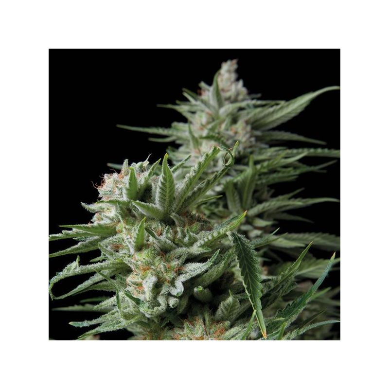 Sweet Madness CBD, Фасовка: 5+1