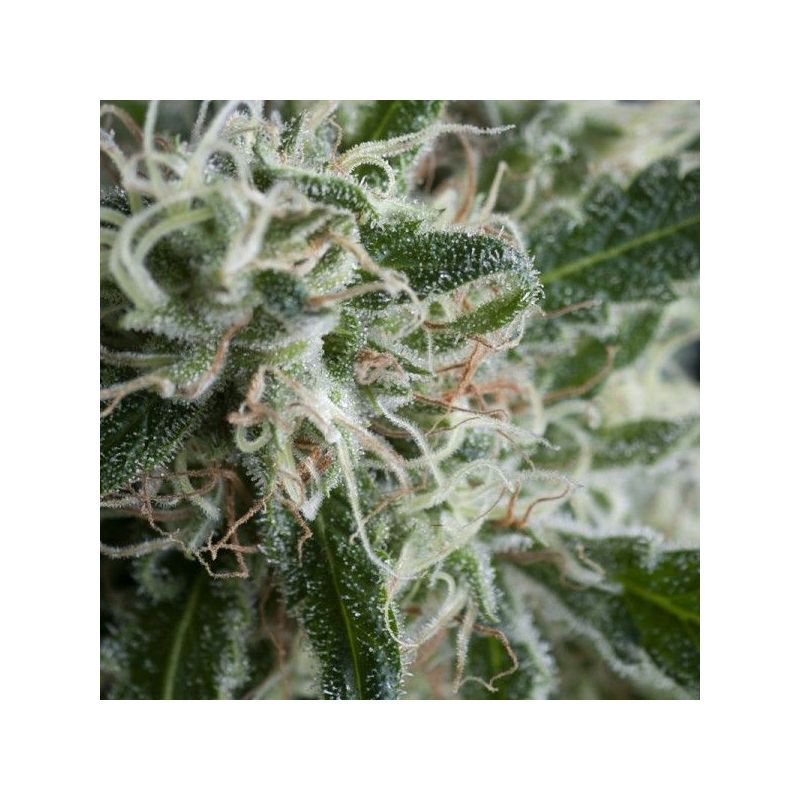 Jack Herer Auto, Фасовка: 5+1