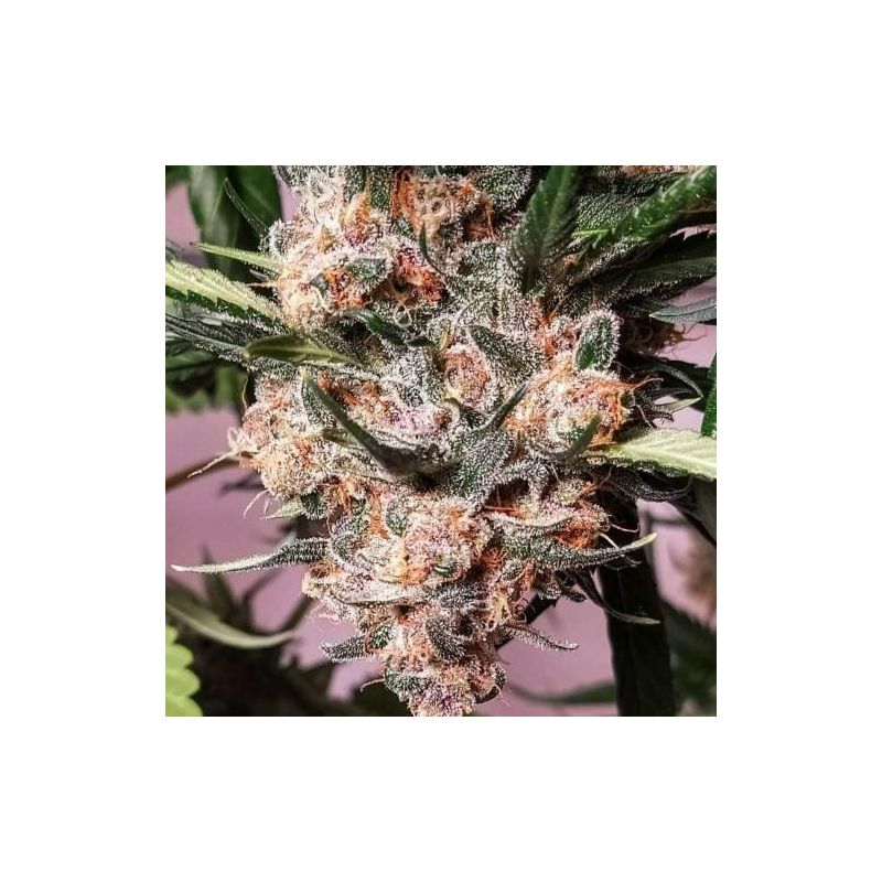 Gorilla Girl XL Auto, Фасовка: 3+1, изображение 2